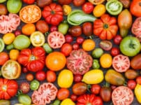 トマトの品種が驚きの進化をしているという雑学