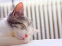 猫の雑学まとめ