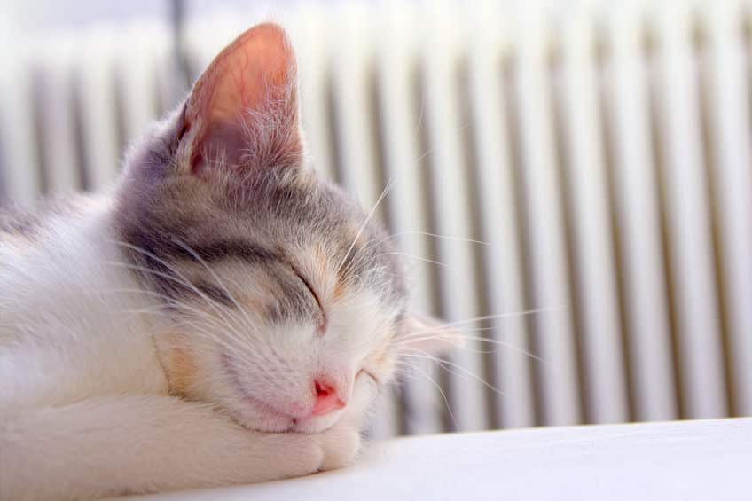 猫の雑学まとめ