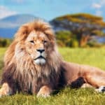 ライオンは自分で捕まえるより獲物を横取りすることが多いという雑学
