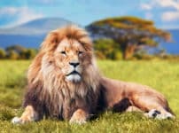 ライオンは自分で捕まえるより獲物を横取りすることが多いという雑学