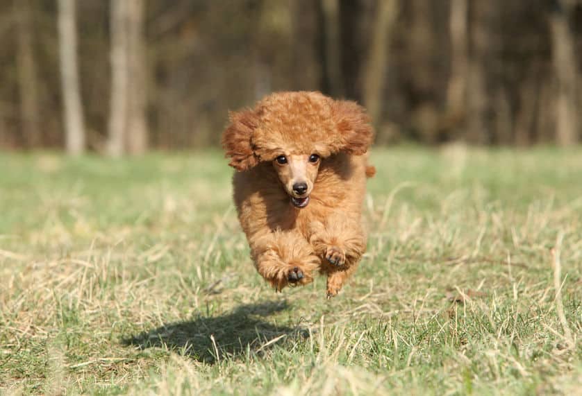 プードルは毛が抜けにくい犬種であるというトリビア