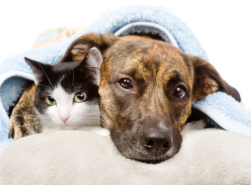 犬や猫は汗をかかない？というトリビア