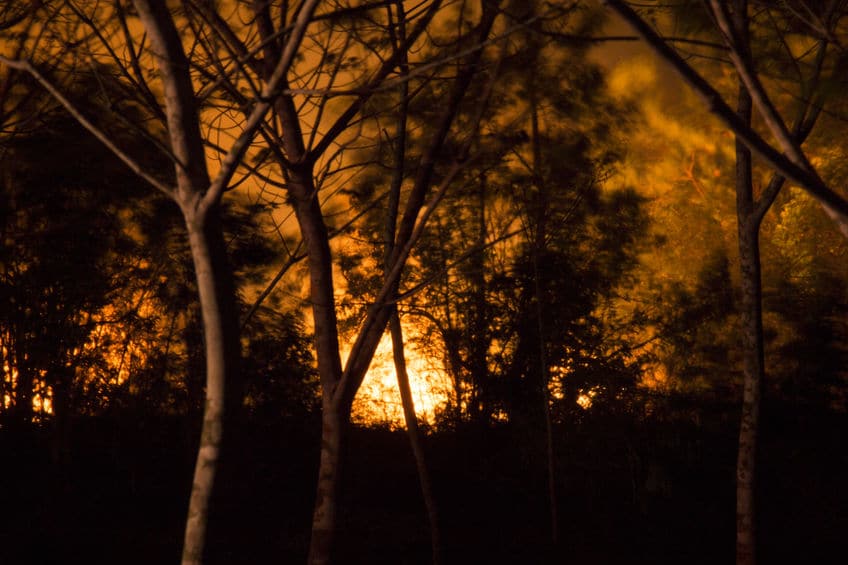 バンクシアは山火事で焼かれることで発芽していくというトリビア