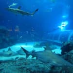 水族館のサメはなぜ同じ水槽の魚を食べないのかという雑学
