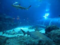 水族館のサメはなぜ同じ水槽の魚を食べないのかという雑学