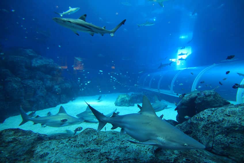 水族館のサメはなぜ同じ水槽の魚を食べないのかという雑学