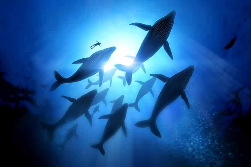 クジラ・イルカの雑学まとめ