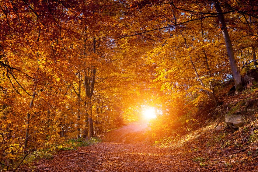 きれいに紅葉する条件についてのトリビア