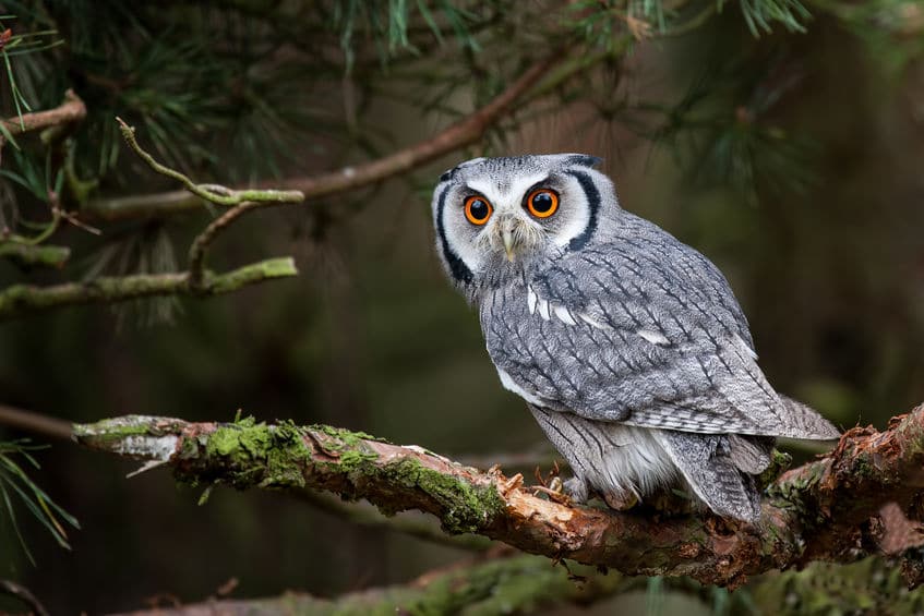 270°回る!フクロウの首がクルクル回る理由についての雑学まとめ