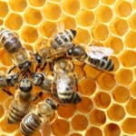 ミツバチの管理された集団体制に関する雑学
