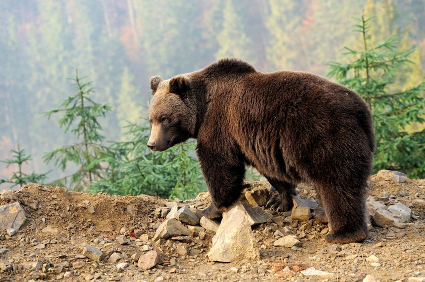 なぜクマは冬眠明けも骨が丈夫なままなのか?についてのトリビア