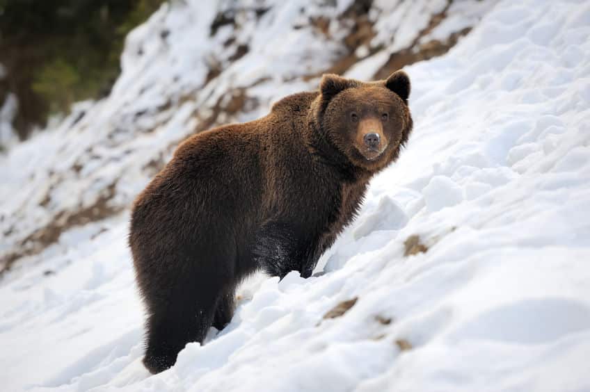 クマは冬眠中に出産できるぐらい栄養を蓄えられるというトリビア