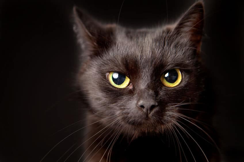 「吾輩」の名前は「猫」!漱石と愛猫の絆についてのトリビア