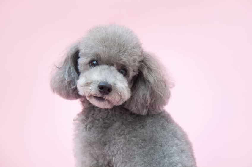 狩猟犬としての効率を考えたカットについてのトリビア
