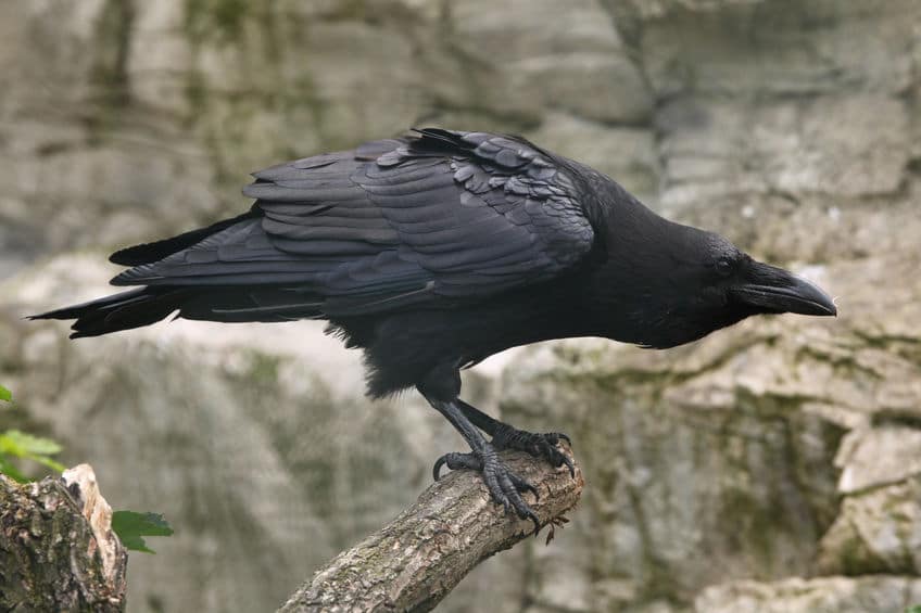 カラスは自分に危険をおよぼした人間の顔を記憶するというトリビア