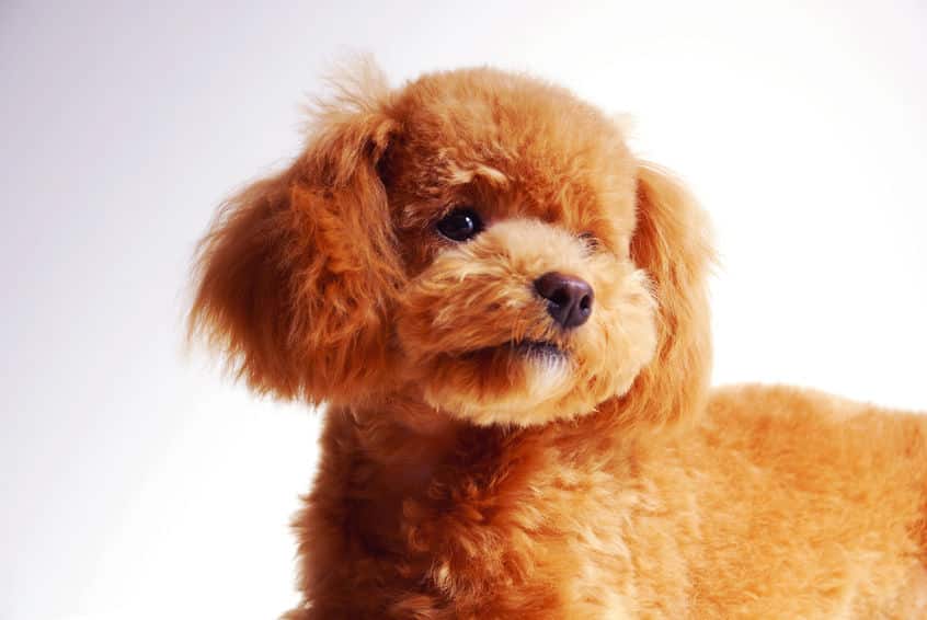オシャレなだけ?"プードルカット"には狩猟犬としての理由があったという雑学まとめ