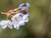 日本の桜の80%がクローン桜という雑学