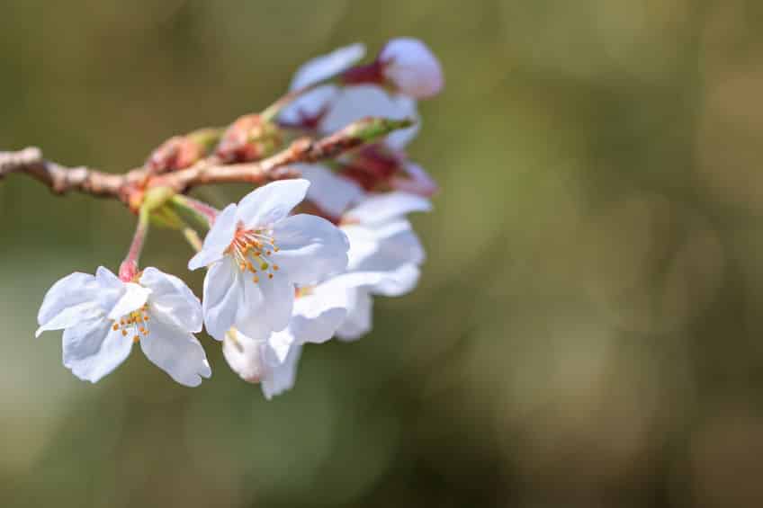 日本の桜の80%がクローン桜という雑学