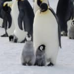 コウテイペンギンの過酷な子育てに関する雑学
