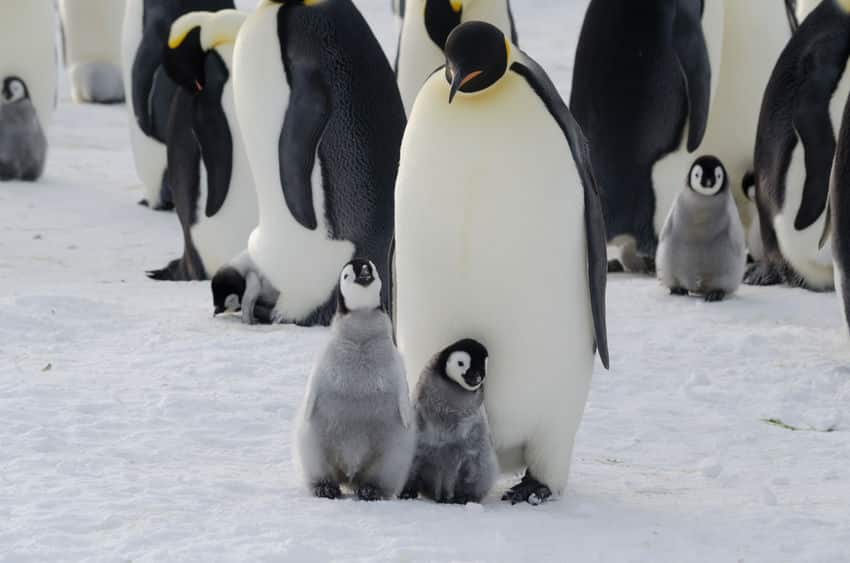 コウテイペンギンの過酷な子育てに関する雑学