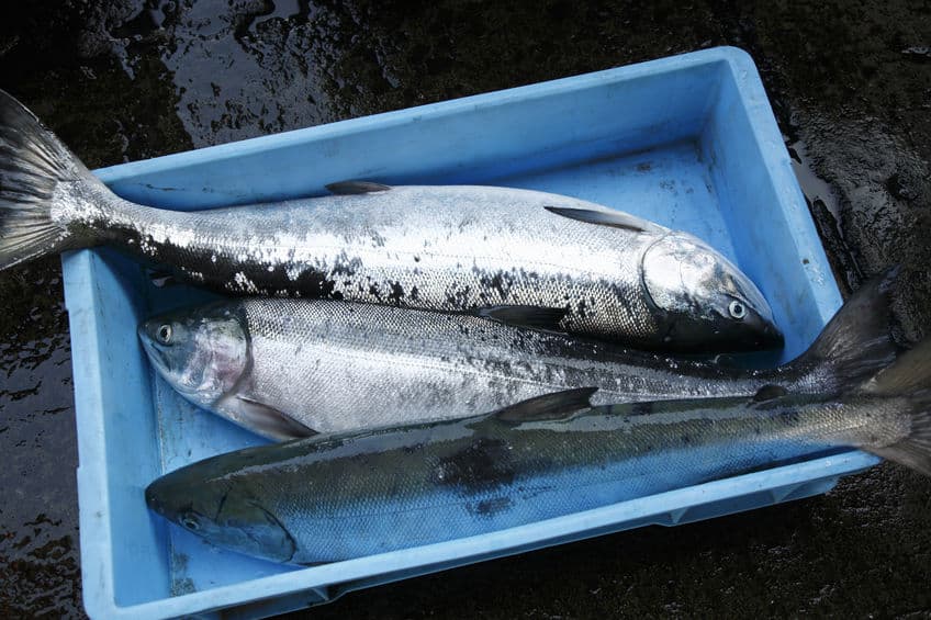 北海道ではサケの密漁で逮捕者が出ているというトリビア