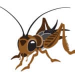 コオロギの耳は前足についているという雑学