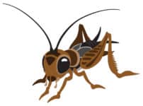 コオロギの耳は前足についているという雑学