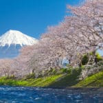 桜が土手沿いに多いのはなぜ？という雑学