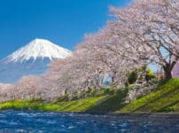 桜が土手沿いに多いのはなぜ？という雑学