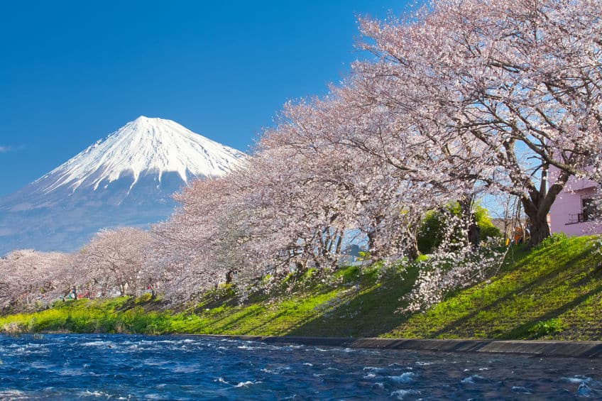 桜が土手沿いに多いのはなぜ?という雑学
