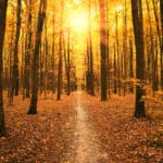 紅葉した葉は光合成ができなくなるという雑学