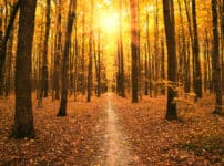 紅葉した葉は光合成ができなくなるという雑学