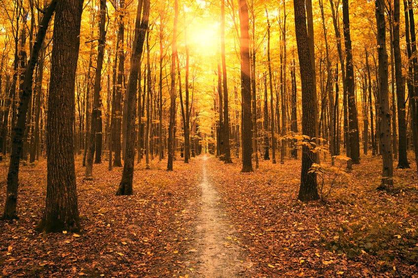 紅葉した葉は光合成ができなくなるという雑学