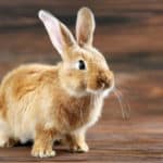 ウサギに肉球がないことに関する雑学