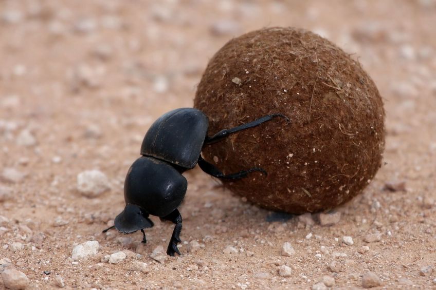 フンコロガシは、世界一力持ちの昆虫であるというトリビア