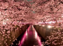 桜についての雑学まとめ