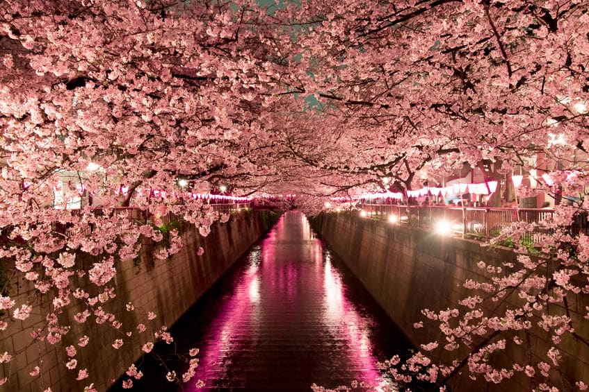 桜についての雑学まとめ
