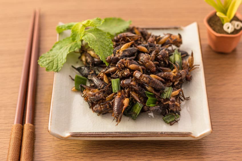 昆虫食が世界を救う！？というトリビア