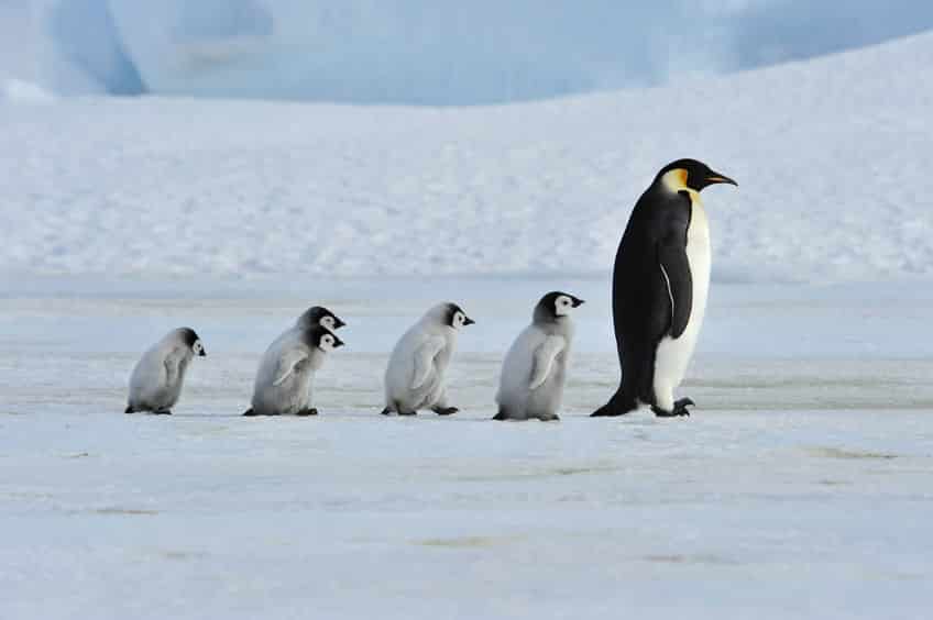 ペンギンの雑学まとめ
