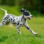 ダルメシアンはアメリカなどでは消防署のマスコット犬という雑学