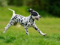 ダルメシアンはアメリカなどでは消防署のマスコット犬という雑学