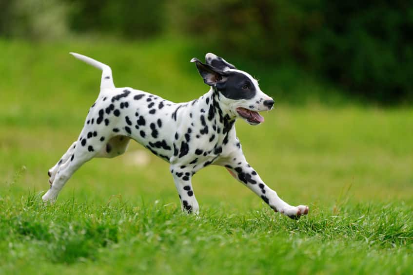 ダルメシアンはアメリカなどでは消防署のマスコット犬という雑学