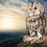 フクロウの首がすごく回ることに関する雑学