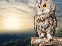フクロウの首がすごく回ることに関する雑学