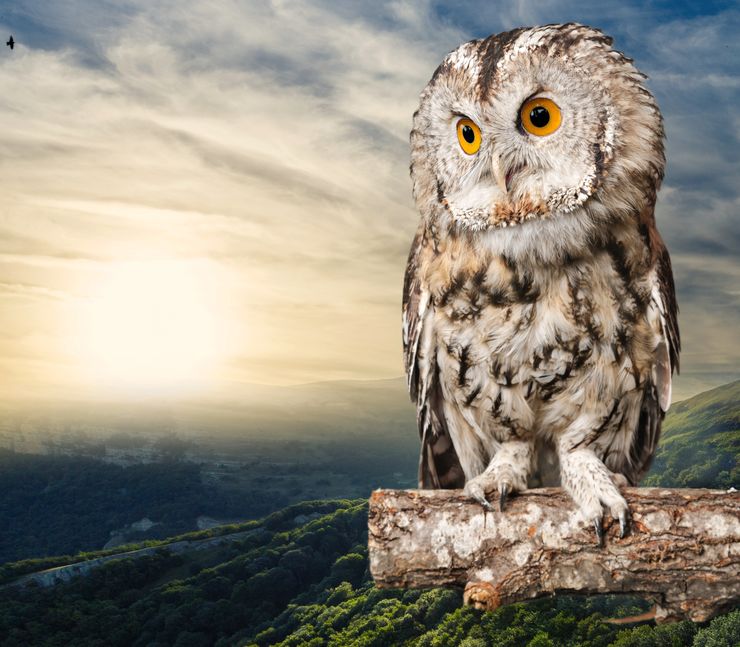 フクロウの首がすごく回ることに関する雑学