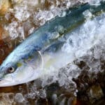 ブリとハマチは同じ魚という雑学
