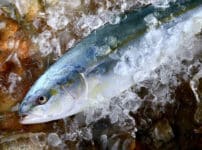 ブリとハマチは同じ魚という雑学