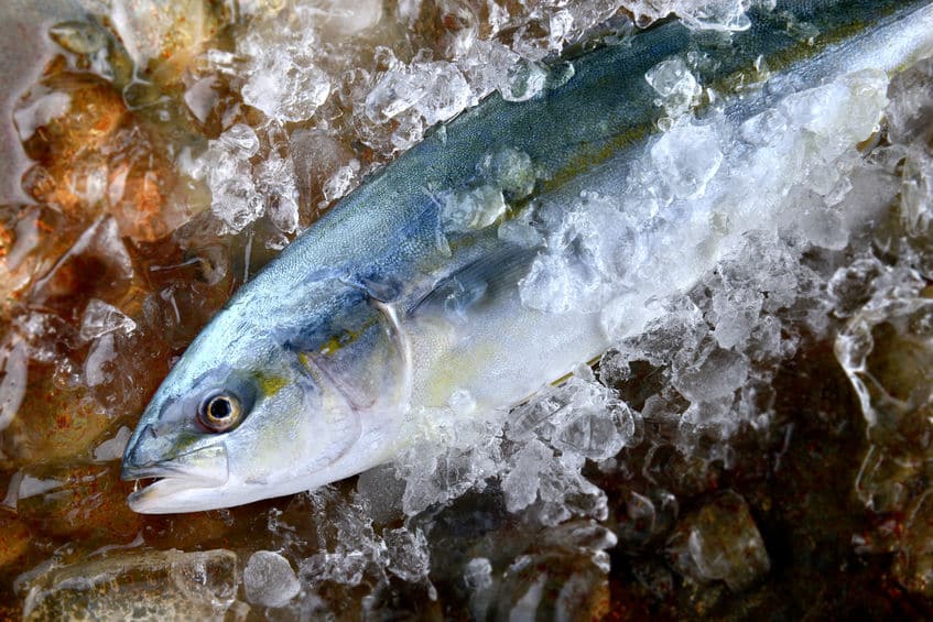 ブリとハマチは同じ魚という雑学