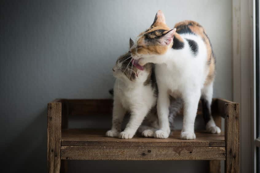 レア中のレア!三毛猫のオスが生まれる確率はどれくらい?【動画あり】という雑学まとめ